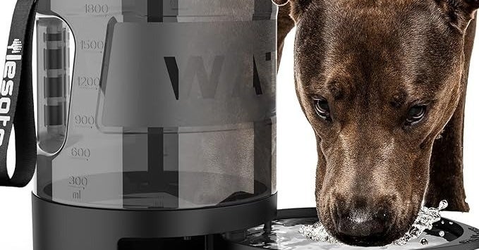 Everything You Need To Bring Your Dog Camping With You