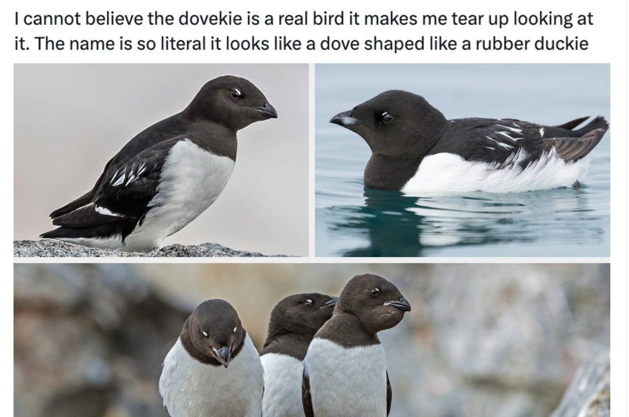 We Made It Through The Week AND Month, So Here Are 30 Really Funny Animal Tweets As A Reward