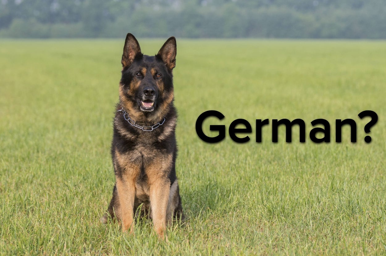 Only True Dog Lovers Will Be Able To Identify All Of These Breeds