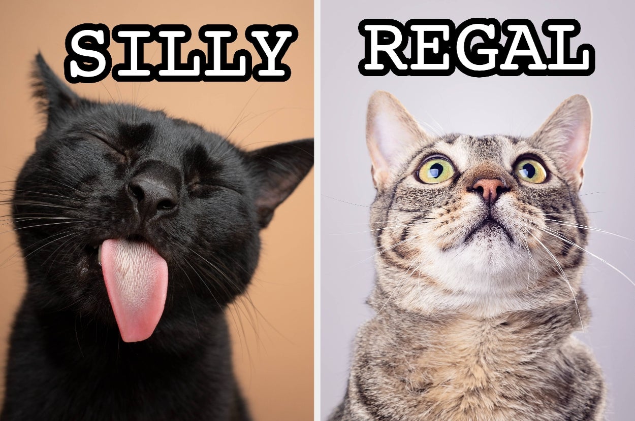 Answer These 15 Questions And We’ll Tell You Exactly What Kind Of Unhinged Cat You’d Be