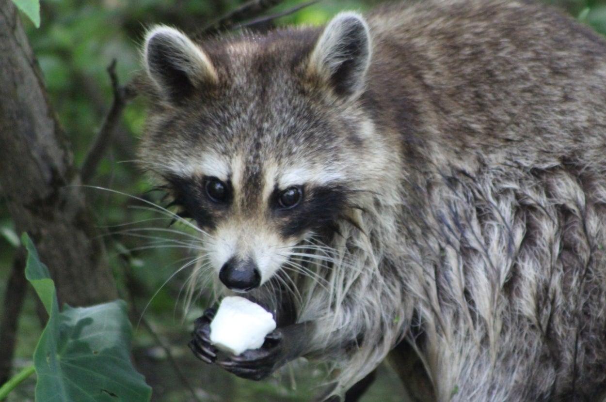 Make The Most Extra S'more You Can Imagine And We'll Reveal Your Inner Summer Animal