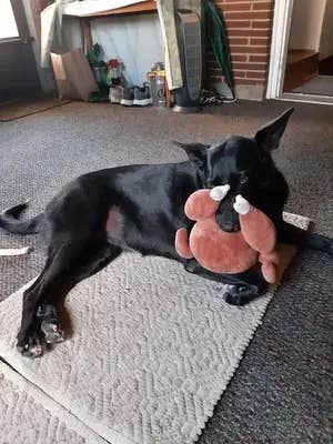 Against All Odds, You Made It Through Another Week, So Here Are 27 Reallllllllly Funny Animal Tweets As A Reward — image 4