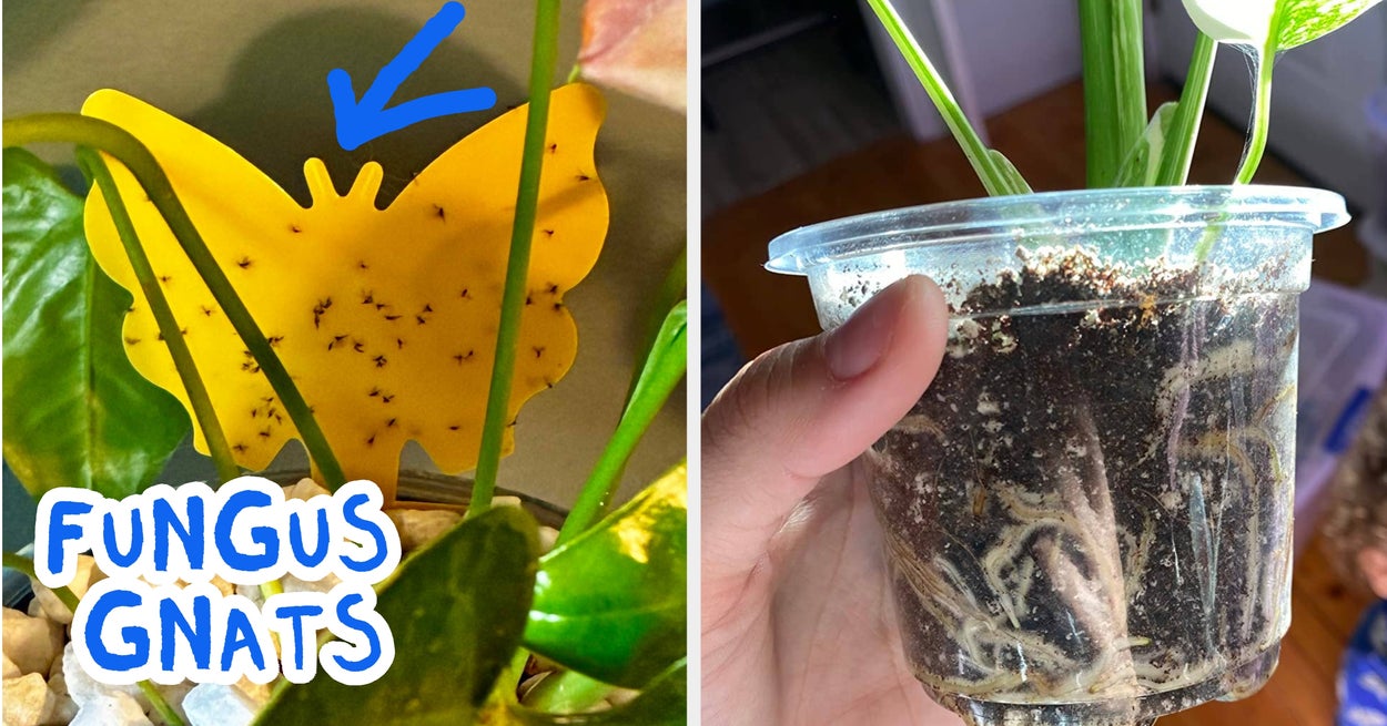 25 Plant Products For Anyone With A Brown Thumb, But Who Is Determined To Turn Things Around